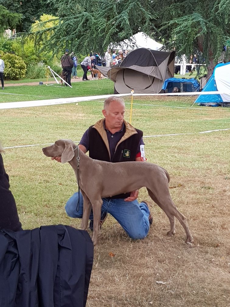 Des Etoiles D'Argent Du Montin - Exposition canine internationale de Brive-la-Gaillarde le 11 août 2019