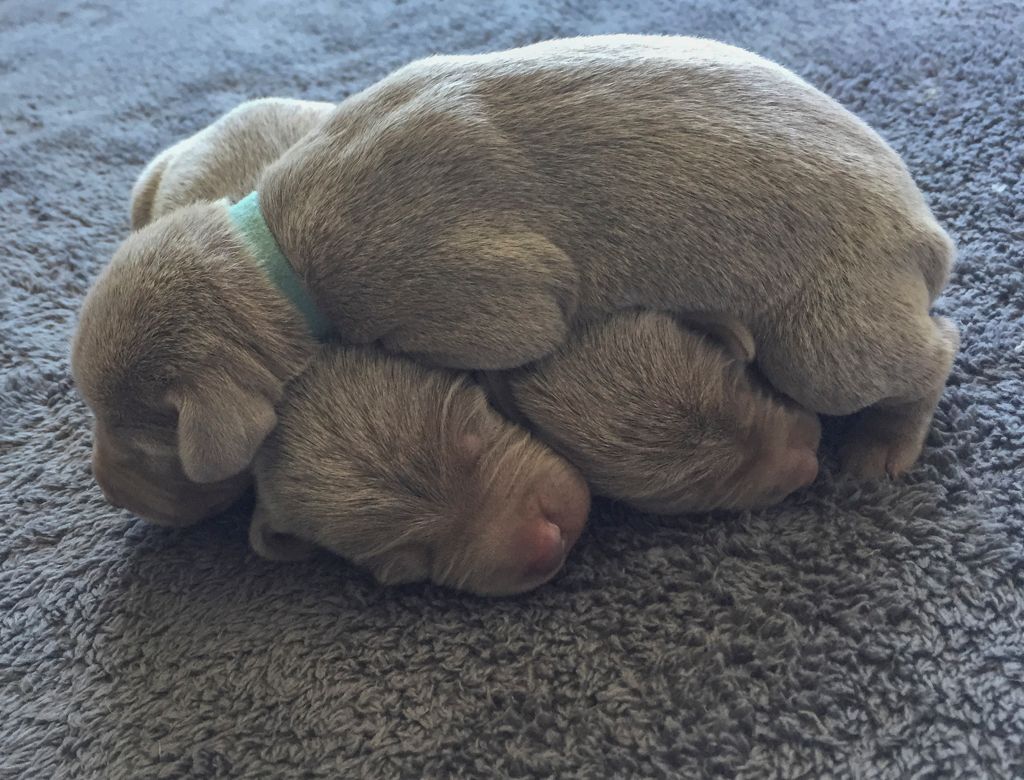 Des Etoiles D'Argent Du Montin - Chiots à réserver